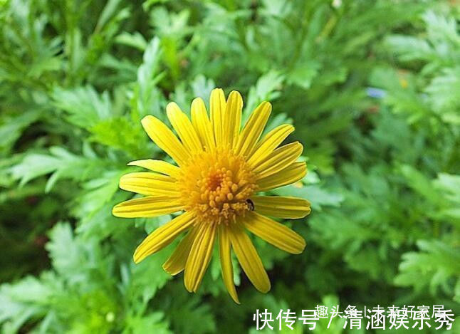 “菊中精品”情人菊,似娇艳情人,美艳优雅,堪称养花必备