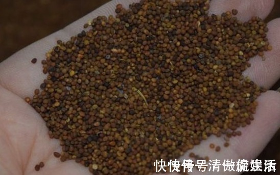 菟丝子|被称为天然雄性激素,男性坚持泡水喝,肾脏回春,年轻不显老!