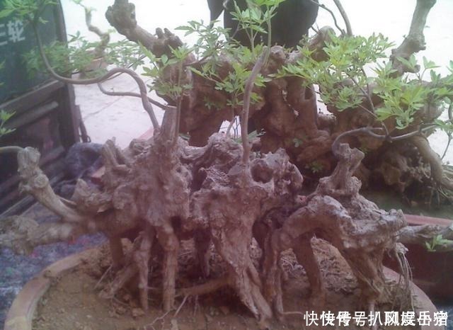 盆景|山路边挖来的“虫眼桩”,捡回埋在沙盆中,3个月发新芽、价猛涨