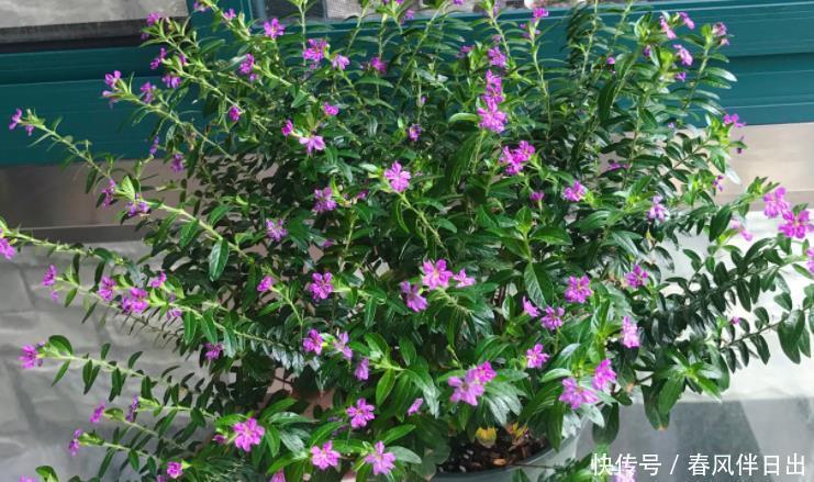 植物|夏季想养开花植物,试试它,紫色小花颜值高,病虫害少阳台也能种