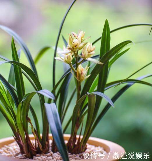 兰花、君子兰最喜欢这种“废物”,配土加一点,大白根挤满盆