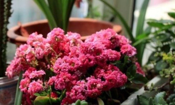 长寿花最怕的3点,现在避开了,还能开一茬,花量大1倍