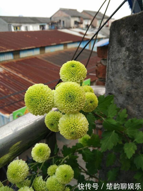 家里养这款花，一年四季香飘满屋，花开一茬一茬，花朵美观又大气