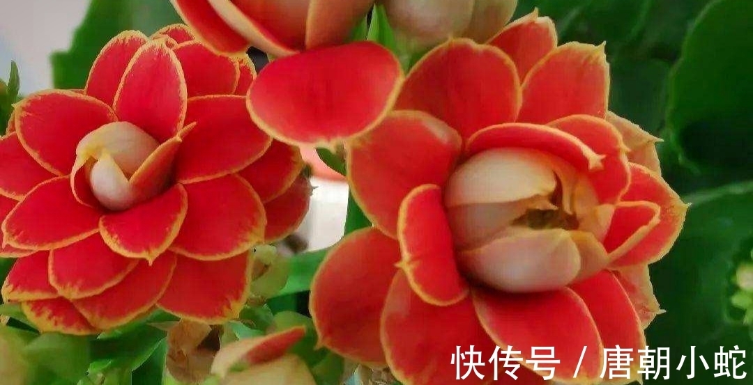 花花茎|天增岁月人添寿，福寿吉庆长寿花