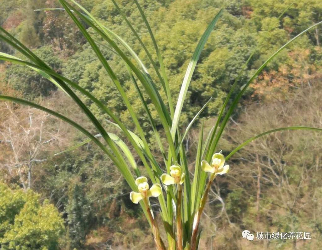  化养花匠|冬季上盆才一周的兰花，叶尖发黄，是浇水错误还是盆土不适？