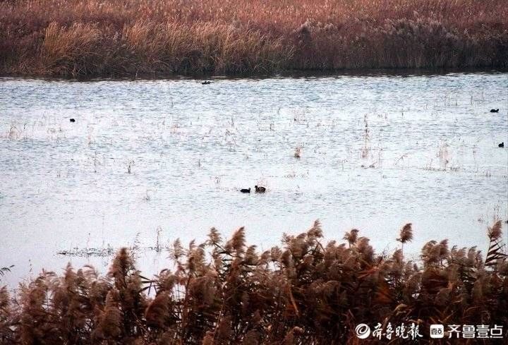 芦花|野鸡野鸭白鹭天堂，芦花飞舞的青岛大沽河湿地美如国画