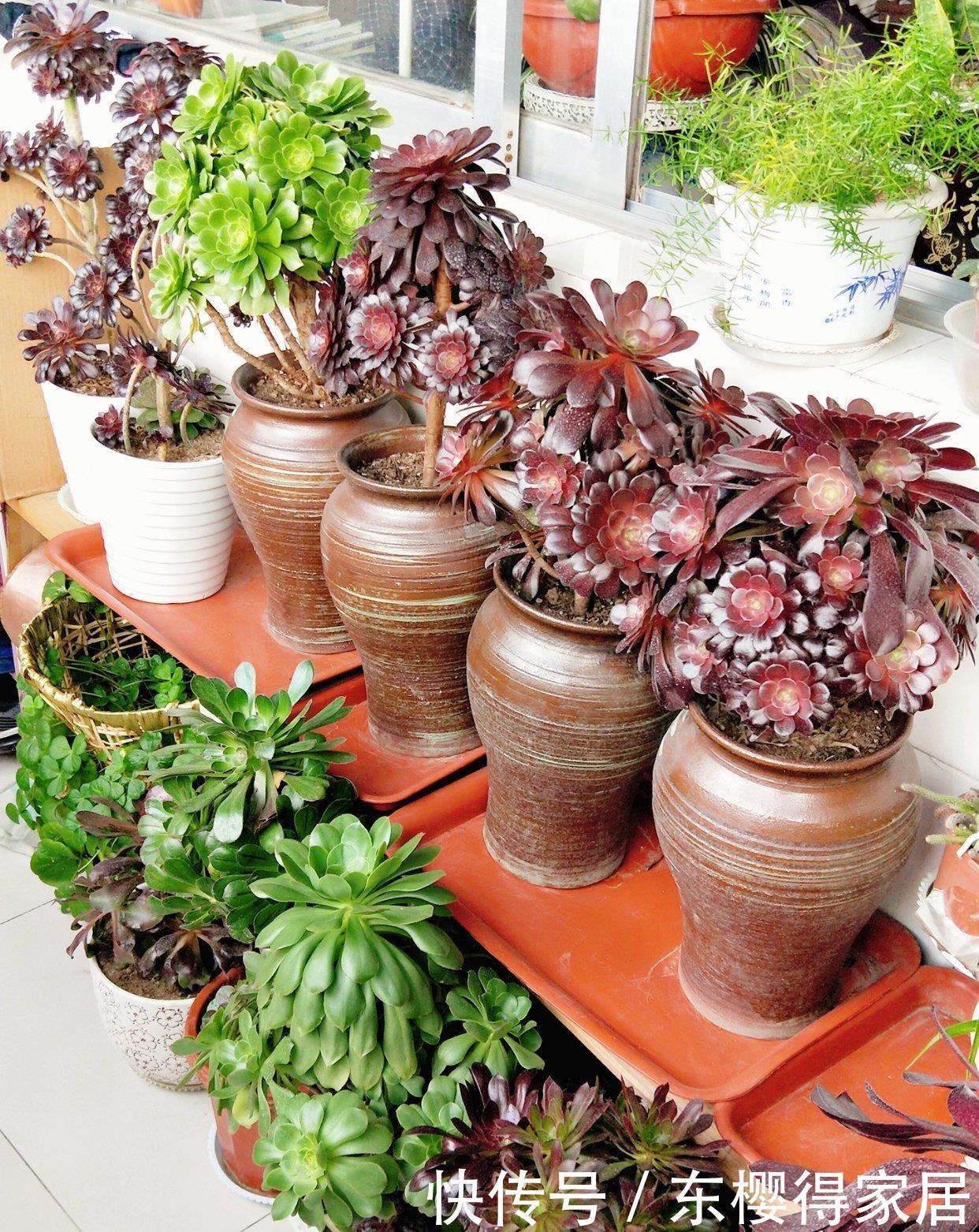 施肥|想要法师不徒长,关键在用水,叶片紧凑颜色艳,40℃也生机勃勃