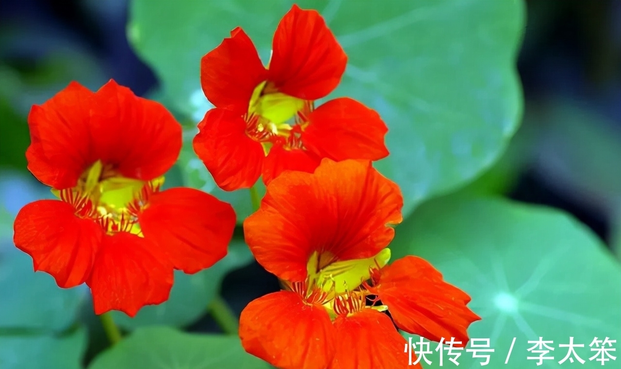 这13种花好养易活,花期还很长,喜欢的话,试着养一盆吧