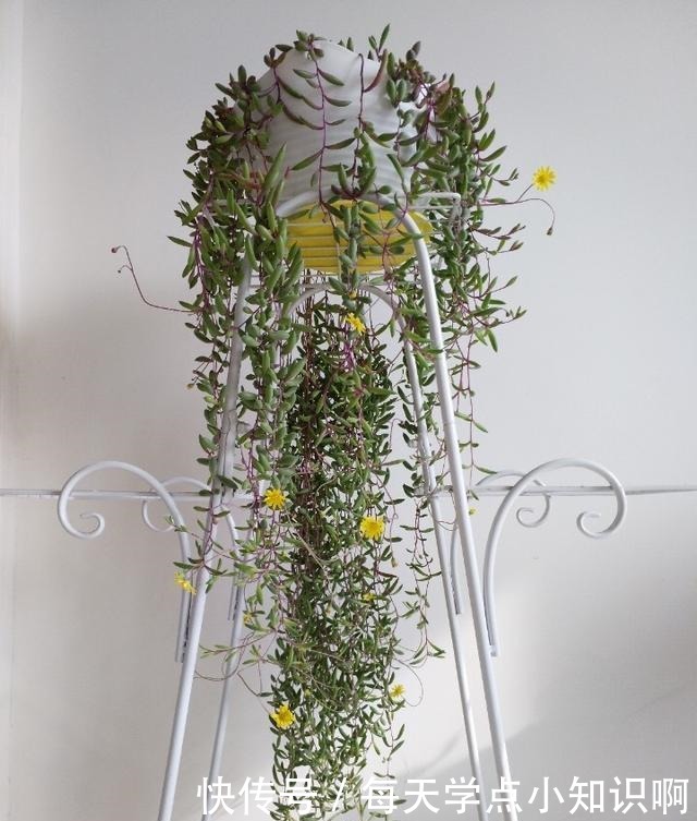 网上有人“跪求”名字的多肉植物,究竟有多美,竟有这般吸引力!