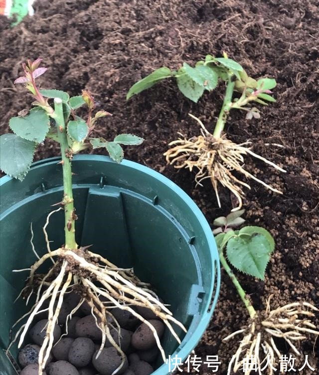 扦插月季不生根用它捂一捂,过几天“冒白根”,变成月季大户!