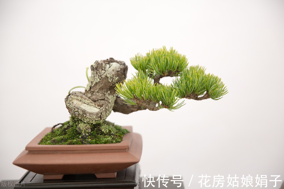 植物|别再为浇水发愁了,给你支招“10多10少”浇水法,比啥方法多管用