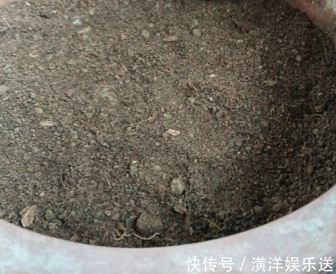 种球|秋季必备栽种花卉，秋天种上一盆小球茎，春节开花爆盆成串串