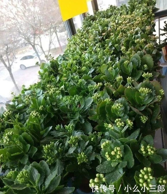 枝条|立秋后养长寿花，3步别落下，还能长成小花树，繁花似锦爆棚惊人