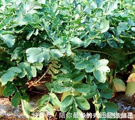 家人|不吃萝卜的都看看,现在知道还不晚,别忘了告诉家人啊