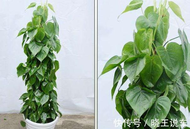 这五种大型观叶植物带回家,送给父亲正合适