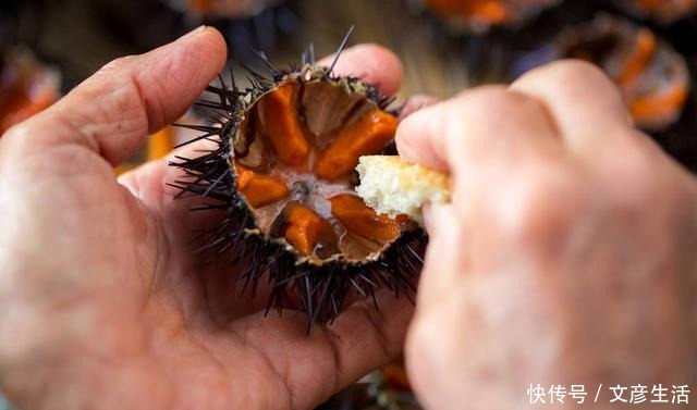 看穿|第一次吃海胆别充内行,行家一眼能看穿!懂不懂“看颜色”很关键