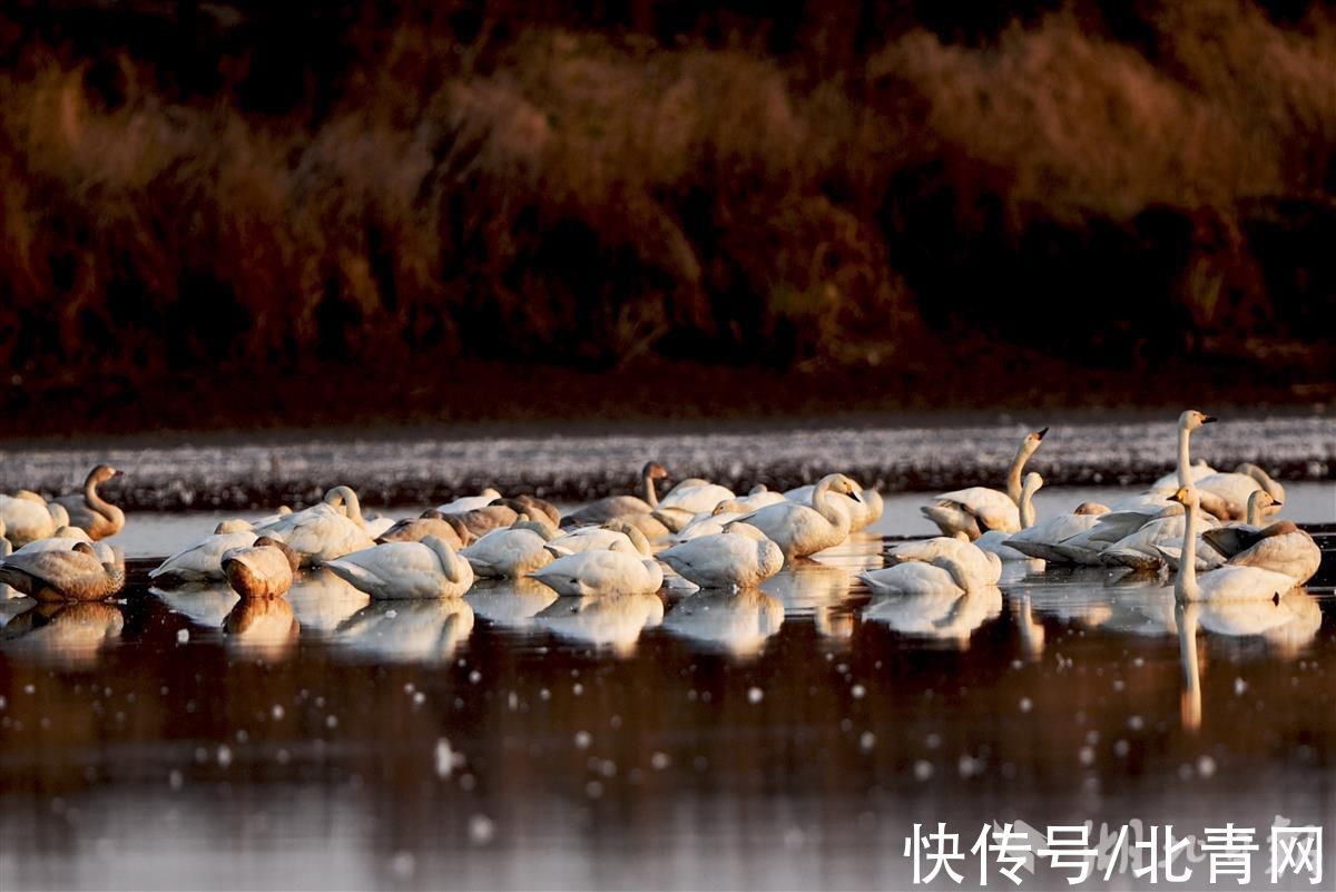 天鹅|“候鸟天堂”龙感湖刷新天鹅保护理念：从“为鸟留食”到“绝不投喂”