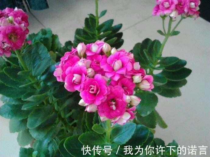 勤快的人，这5种花还是不要养了！它们只适合懒人养，一养就活！