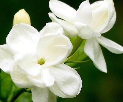 喜欢菊花，不如养盆“开花机器”非洲紫罗兰，开花灿烂，让人移不开眼