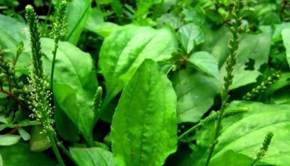 尿床|人们把这总植物称为“尿床草”,药用价值极高,但是却无人问津