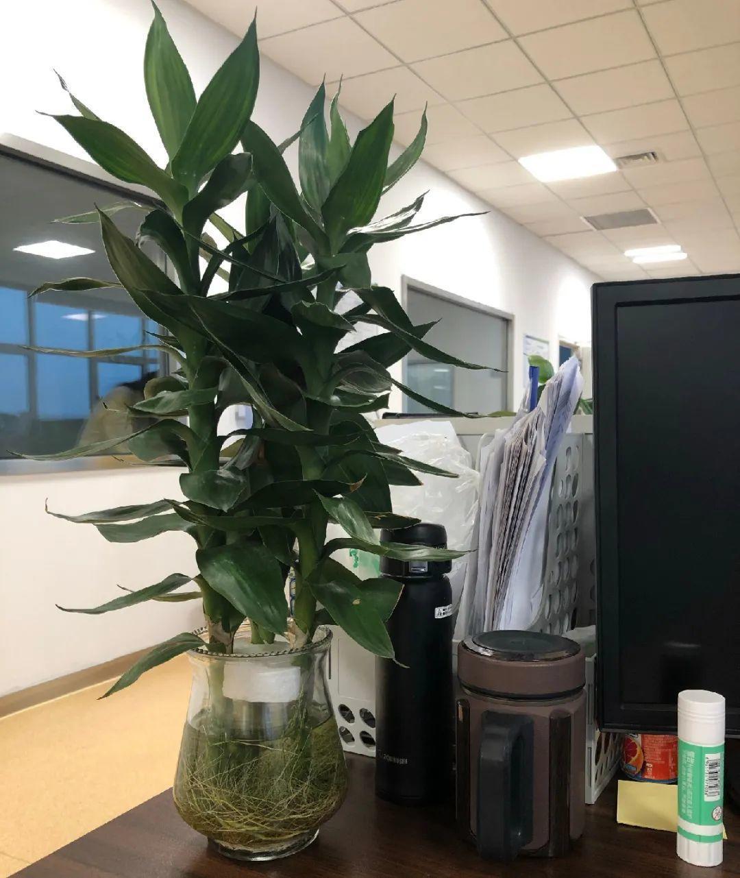 龟背竹是“吸废气”高手,家里放一盆,门窗紧闭也能空气清新!