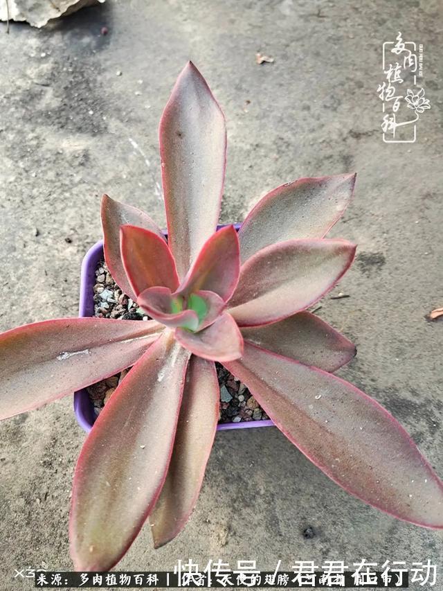 唯有植物,我的人生才不孤独!