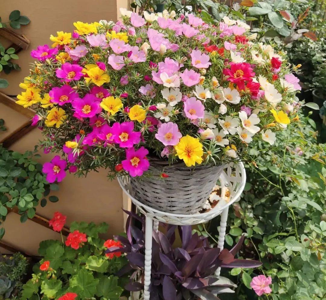 风雨兰|从养花大神家，偷来3个爆花技巧，快学，24小时后删