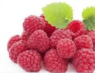 覆盆子|此物被封为补肾阳“三才子”,一天几毛钱补肾效果就很好