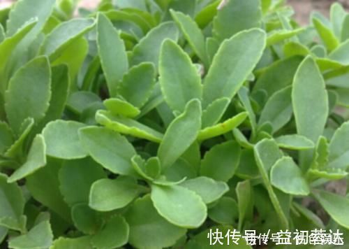 药用价值|农地里被忽视的这种野菜,或是高血压“克星”,建议:不妨多吃点