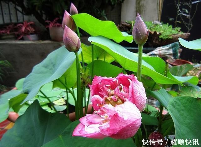 养盆栽睡莲、碗莲,一个小技巧,叶子蹭蹭长满盆,一次开10朵