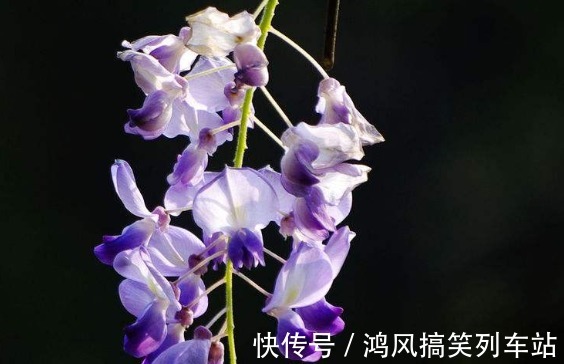 食用|可以食用的9种花草,最好在卧室放一盆,不但好看还好吃