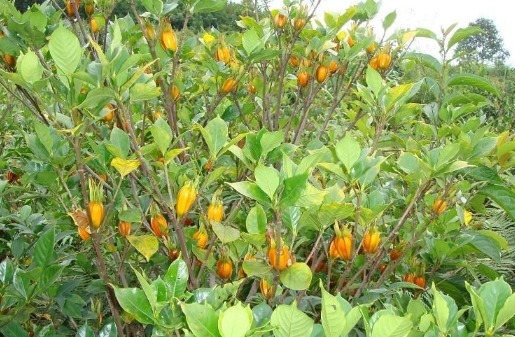 失眠|晚上易失眠多梦用此物泡水,睡前来一杯,告别失眠,抗菌又消炎