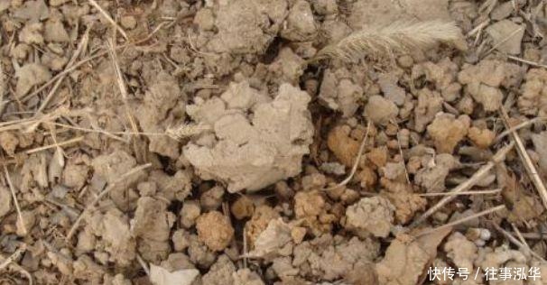 养分|嫌换土太麻烦,老花匠教你“3招”,旧土直接变新土,养啥旺啥!