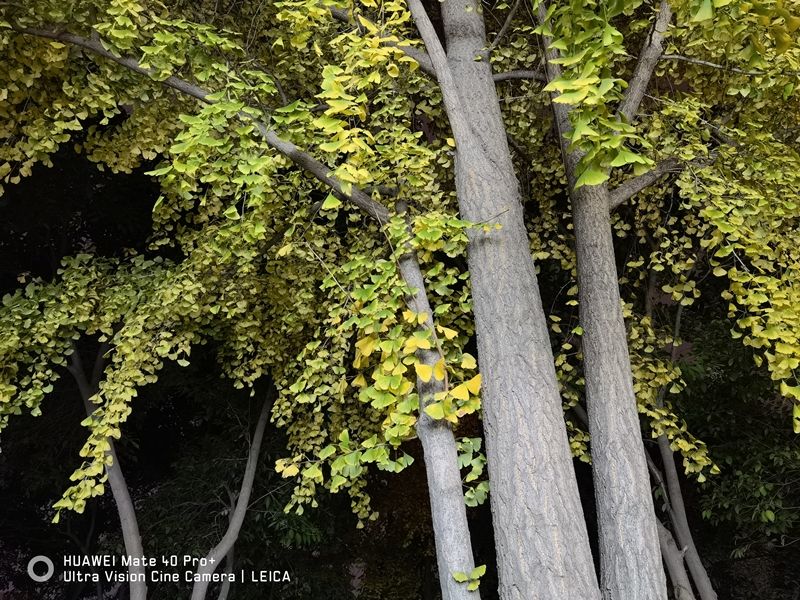 间维度|全球首款自由曲面镜头手机告别畸变!华为Mate40 Pro+超大杯评测