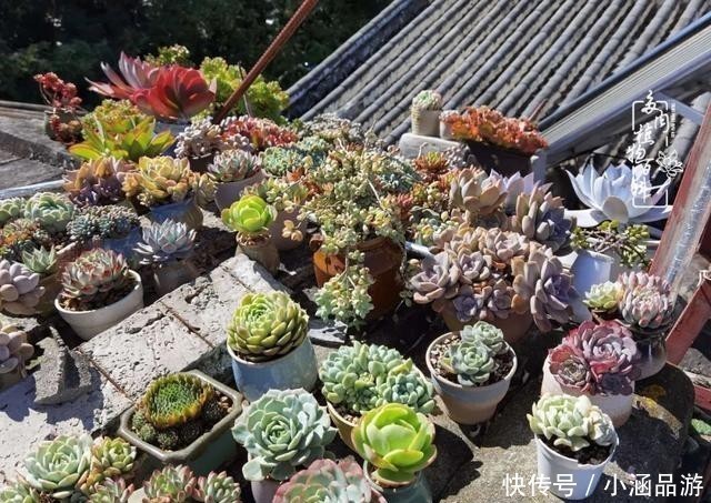 从一颗到500多盆,遇见多肉后,满眼全是你!