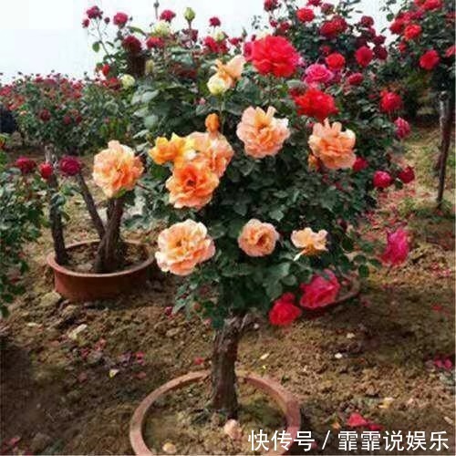 张大爷养月季，枝头开满“双色花”，花苞硕大，连续开2季