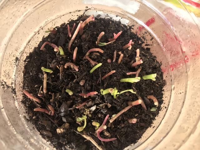 太阳花枝条|只用叶子也能扦插,这花把叶子剁5段,插到土里就能长成5盆花