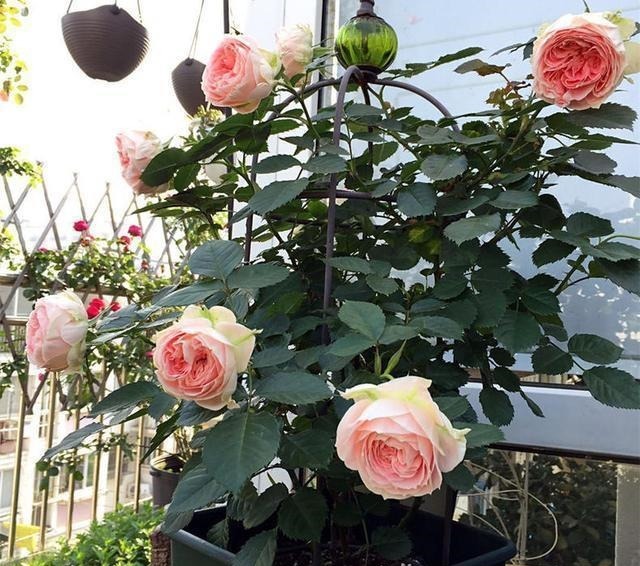 5种“药”，过期也不要扔，兑水浇花，保花不生“虫和病”