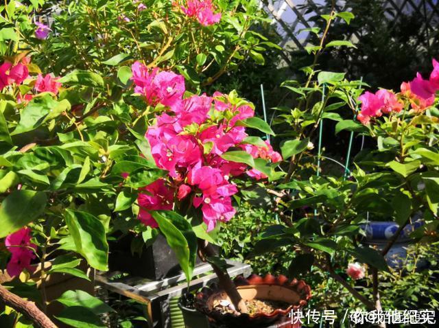 满树|给我一个院子,我一定养好多三角梅,四季繁花满树!