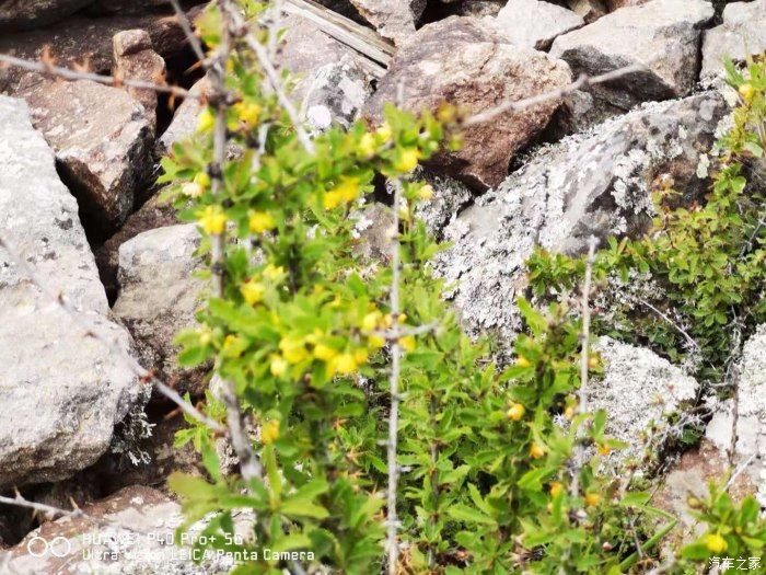 自驾游|【吉林霸道大队】自驾内蒙古阿尔山白狼峰纪实报道