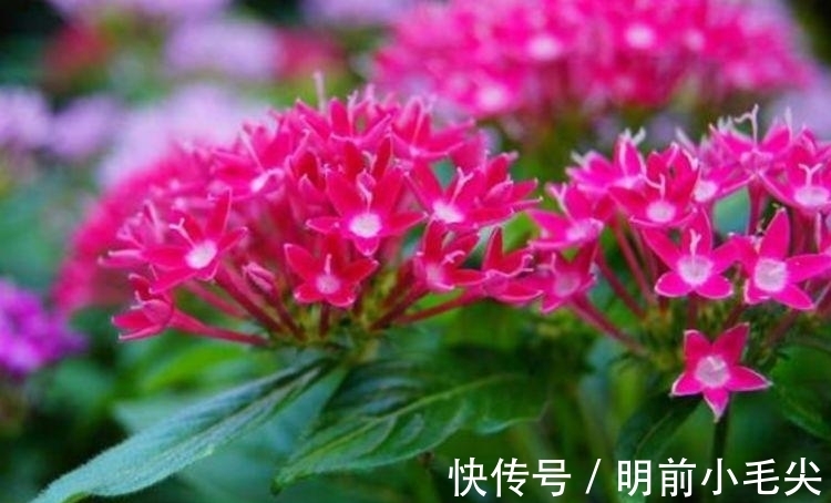 茉莉花|4种“懒人”盆栽花,浇水就疯长,开花漂亮上档次!
