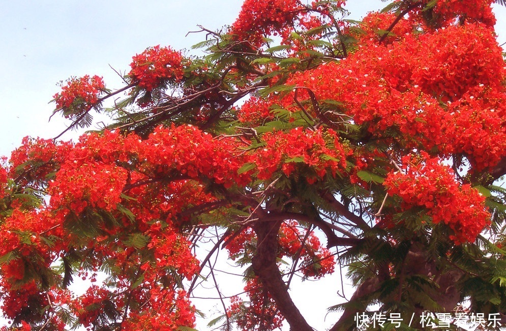 此花是代表了离别和思念的花，是夏日的分别，也是夏日的悲伤