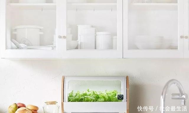 外国人发明的“室内小菜园”,一年四季长爆盆,太神奇了……!