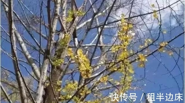 这种树生长在中国，被喻为世界上最坚硬的树，比金属还硬