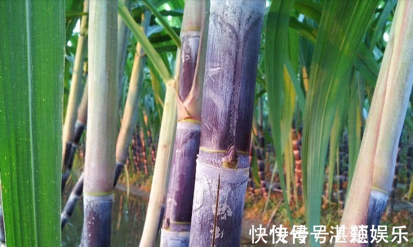 猕猴桃|眼睛太疲劳怎么办常吃以下几种水果,能清热解毒、提高视力