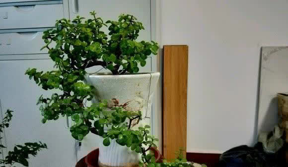 金枝玉叶的造型顺序,先养桩,后剪枝,多晒太阳,形状更美