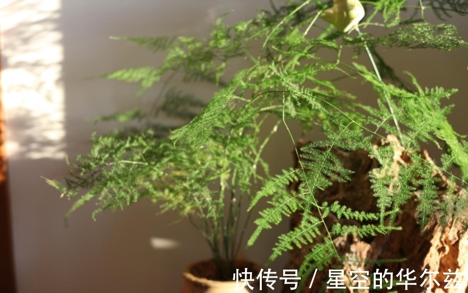 盆栽|文竹有“3爱3怕”,12月盆栽落实到位,枝叶翠绿粗壮