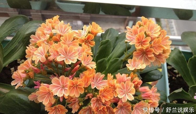 全年|4种花号称开花劳模,全年花开不休息,你值得拥有