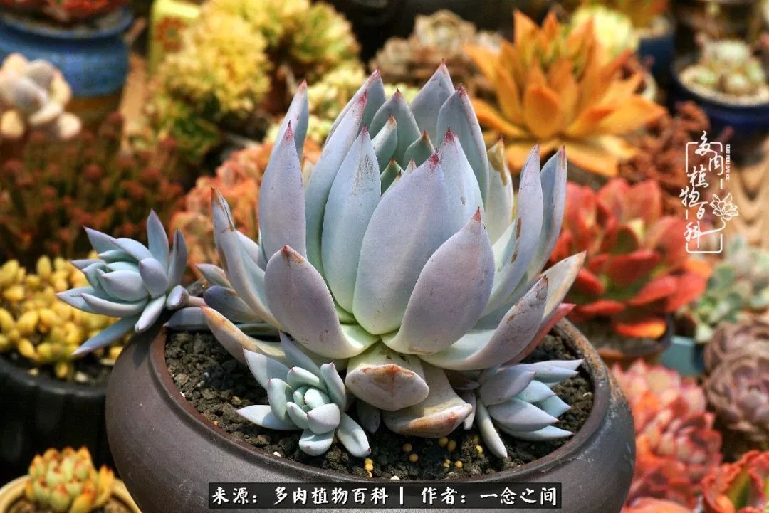 群友聊多肉没有最二只有更二,爆笑百科二群的二货二事!