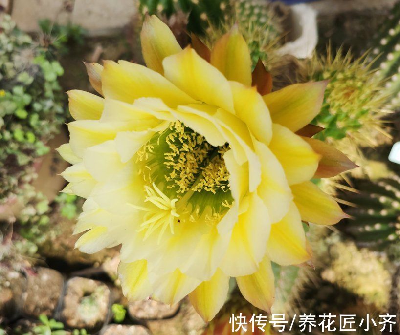 3种花想要养的久,就需要“穷养”,小盆少浇水,越养越精神